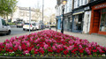 hyacinths for blog post - April 2023