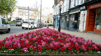 hyacinths for blog post - April 2023