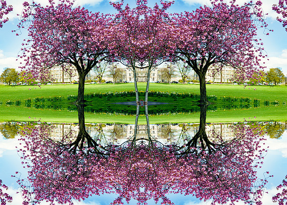 blossom reflections