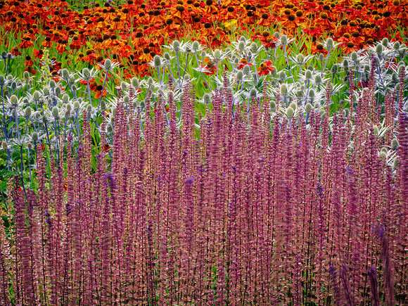 2015-08-11-0139-Harlow Carr Macro-23 -2