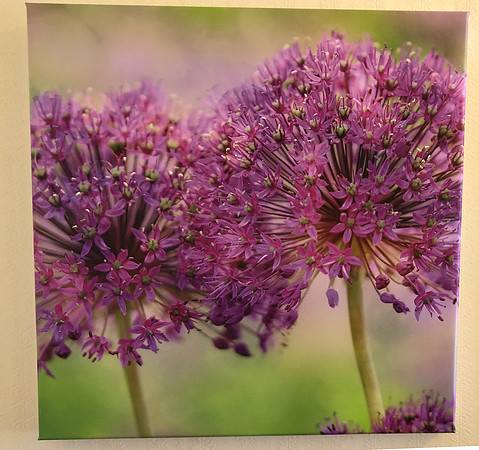 Canvas - Alliums from RHS Harlow Carr in Ashness Apartments