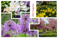 Postcard - Floral Harrogate