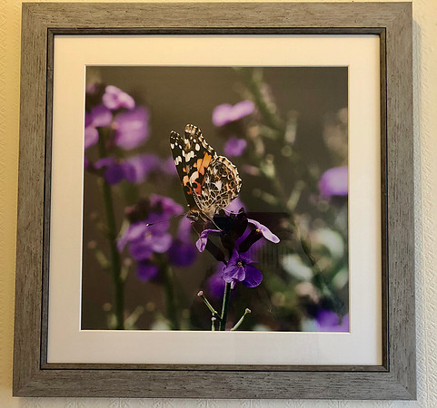 Butterfly at RHS Harlow Carr