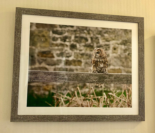 Owl outside barn wall