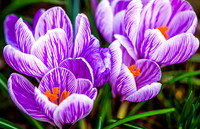 DSC00241-Edit