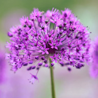 alliums (410 of 82) cropped square