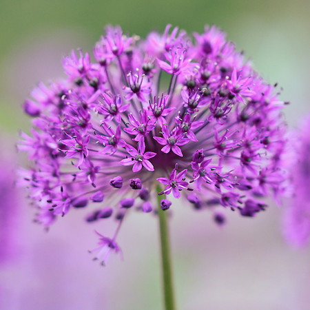 alliums (410 of 82) cropped square