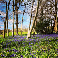 Bluebells at Rudding Park Golf course