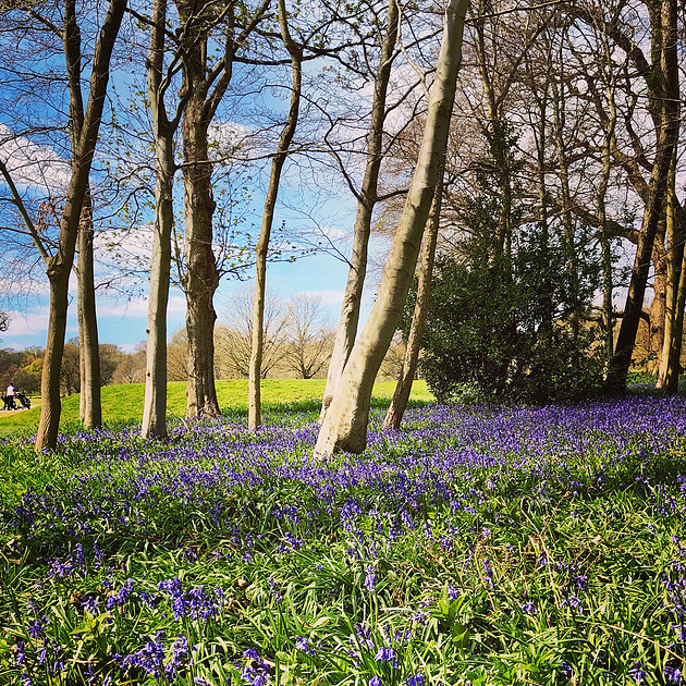 Bluebells at Rudding Park Golf course