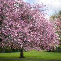 20210429-DSC00574-Edit