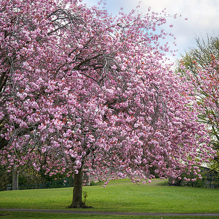 20210429-DSC00574-Edit