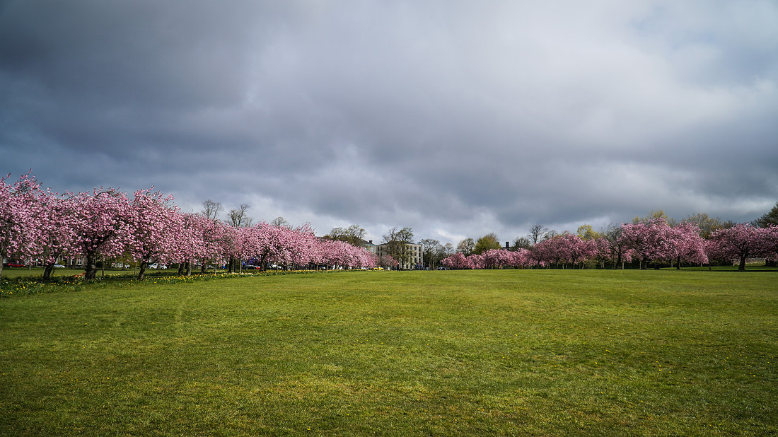 20210429-DSC00617