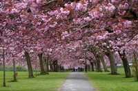 Cherry Blossoms