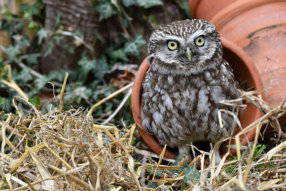 Little owl near plant pot