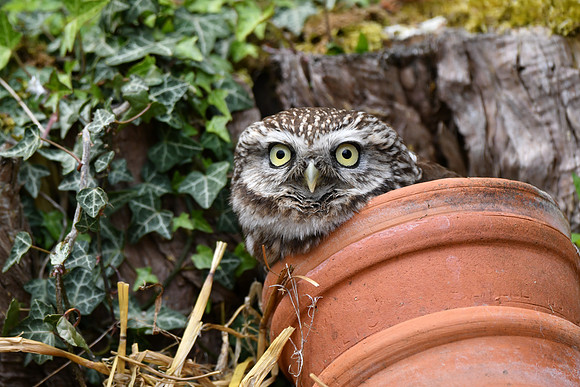 Little owl in plant pot