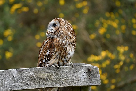 Tawny owl on fence