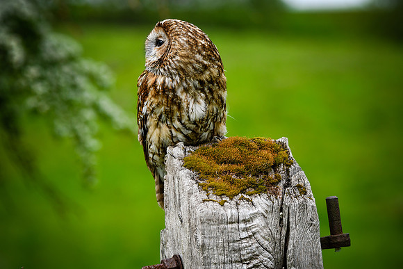 Tawny owl
