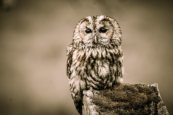 Tawny owl - sepia