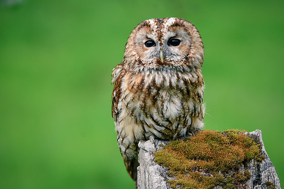 Tawny owl 2