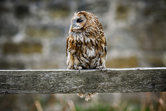 Tawny owl on fence 2