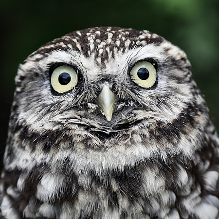 Little owl close up