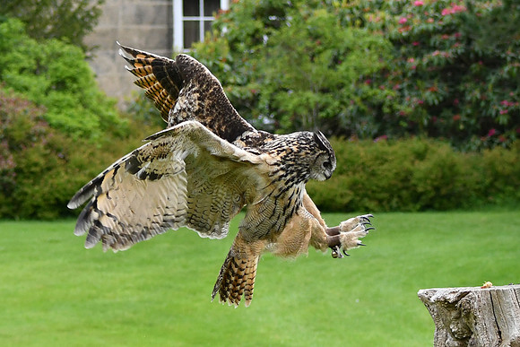 Birds of prey 3