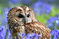 Owls and other Birds of Prey