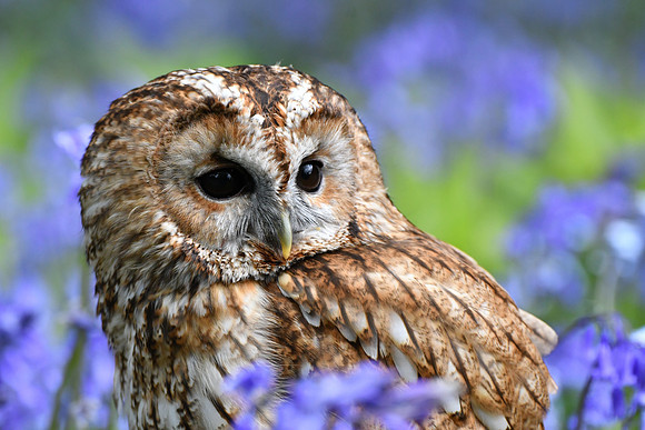 Tawny owl in bluebells
