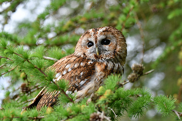 Tawny owl in tree