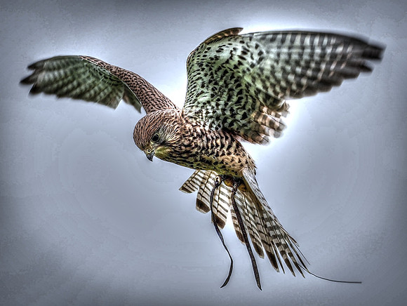 Birds of Prey - 1