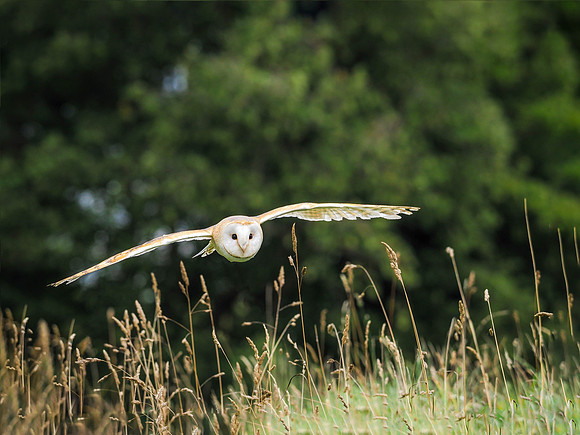Flying barn owl