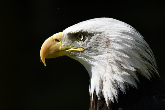 Birds of Prey 2