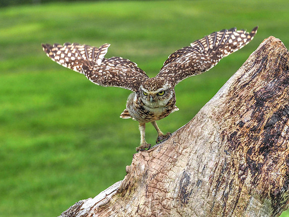 Little owl 4