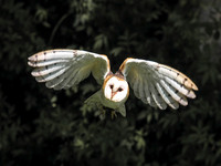 Flying barn owl