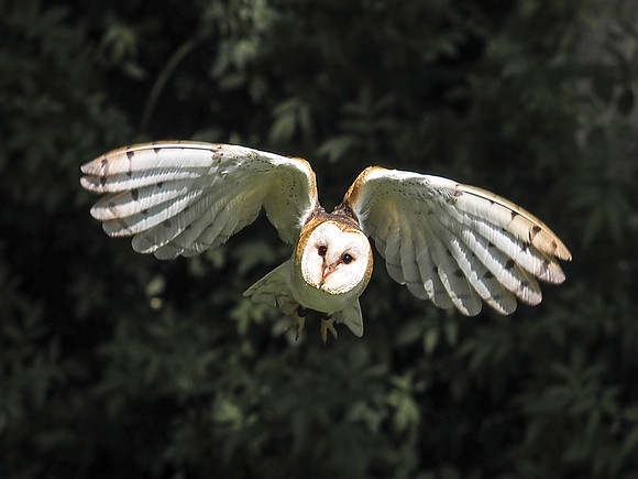 Flying barn owl