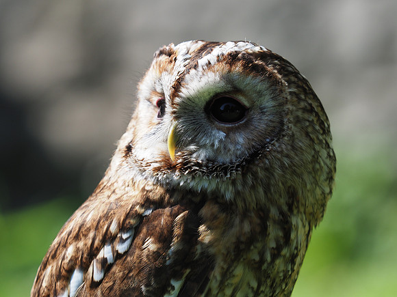 Tawny owl