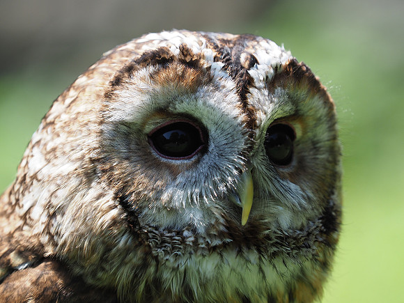 Owl 7