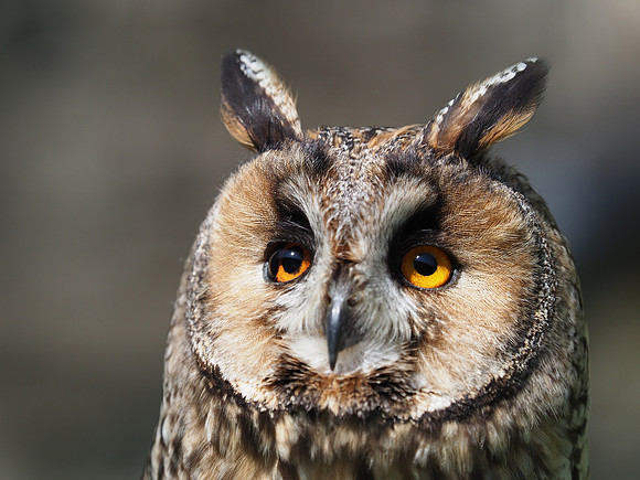 Surprised owl