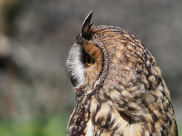 Owl 2
