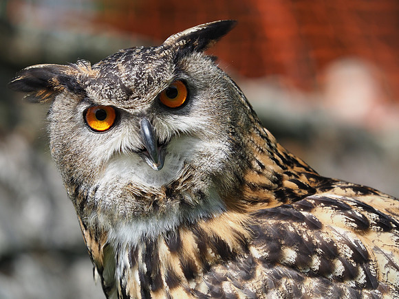 Unimpressed eagle owl