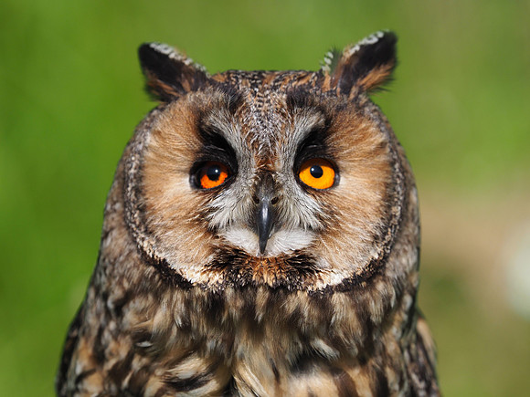 Bored owl