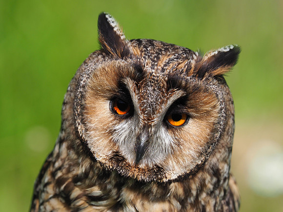 Owl 5