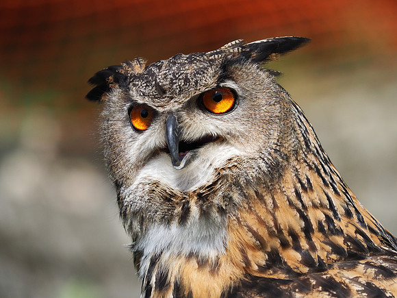 Eagle owl