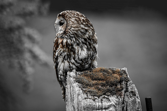 Tawny owl muted tones