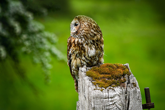 Tawny owl 1