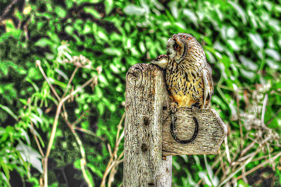 Owl resting