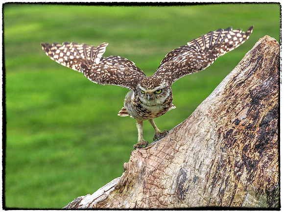 Little owl with border