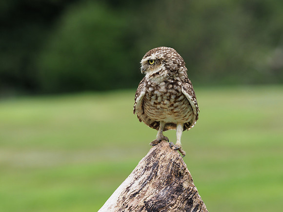 Little owl