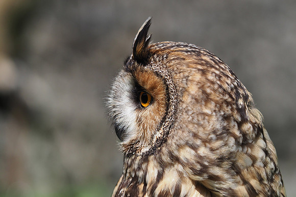 Owl 3