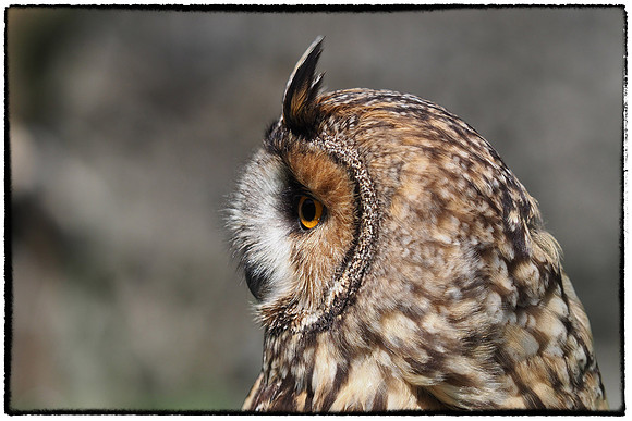 Framed owl